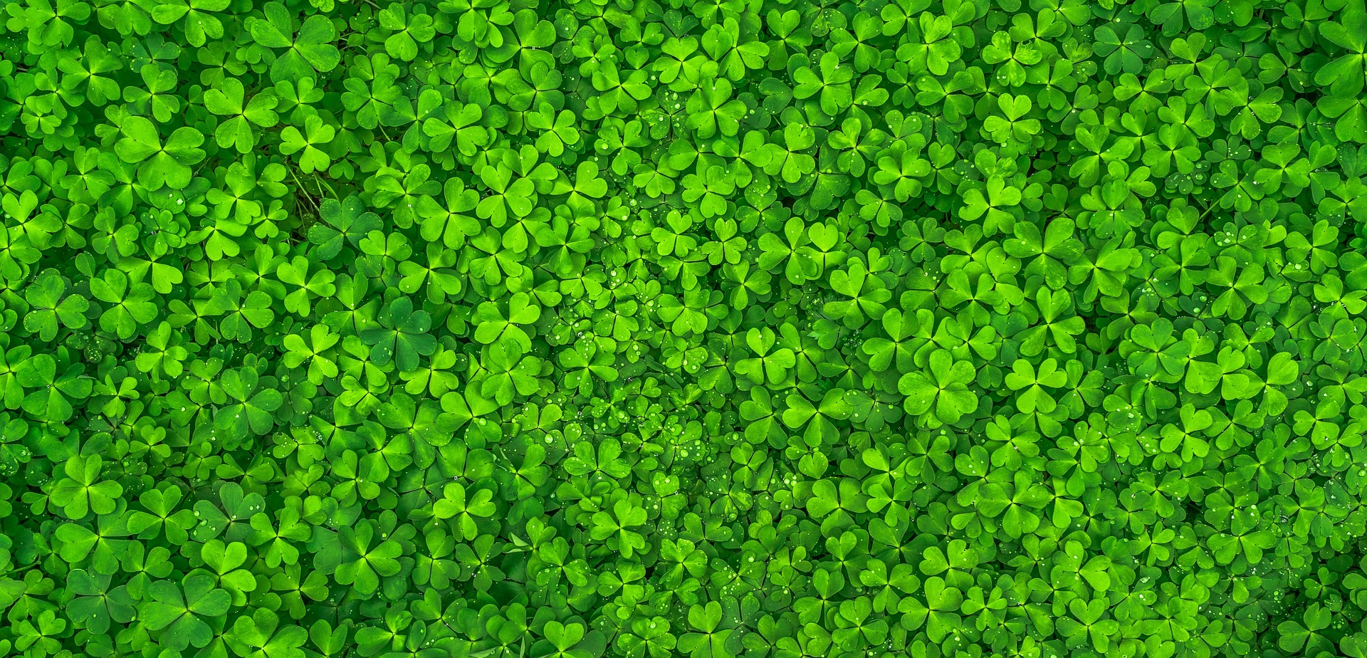 A field of clovers meant to symbolize luck