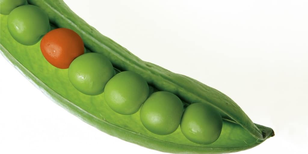 An orange pea in a pod of green peas standing out from the crowd